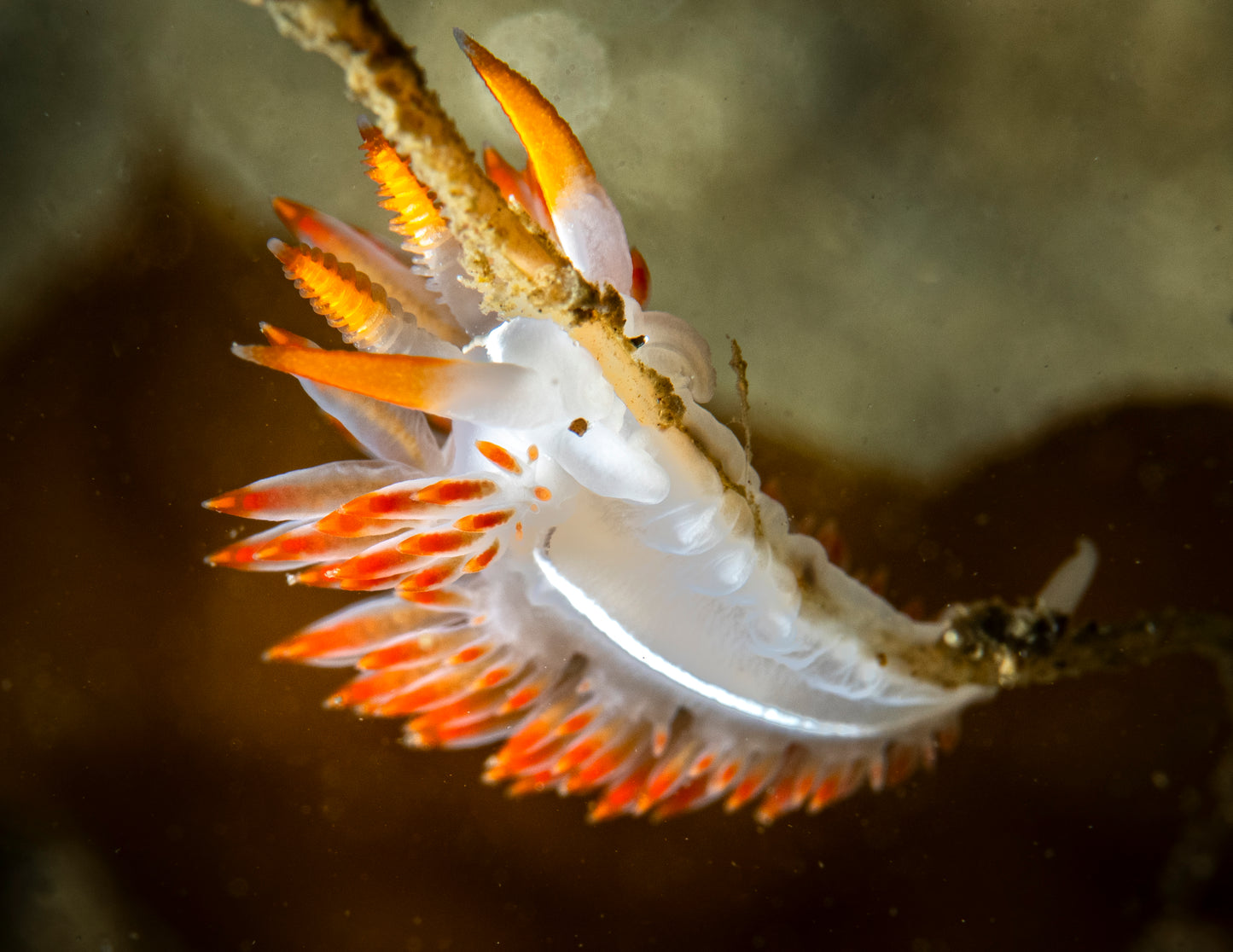 "THREE Lines?! In This Economy?" | Nudibranch Sea Slug Fine Art Print