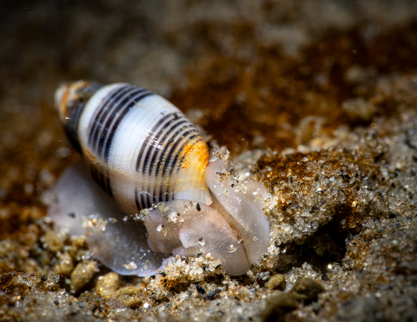 "What In The Shell?!" | Nudibranch Sea Slug Fine Art Print