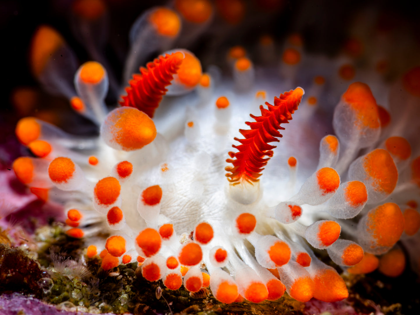 "Limacina of the Prime" | Nudibranch Sea Slug Fine Art Print