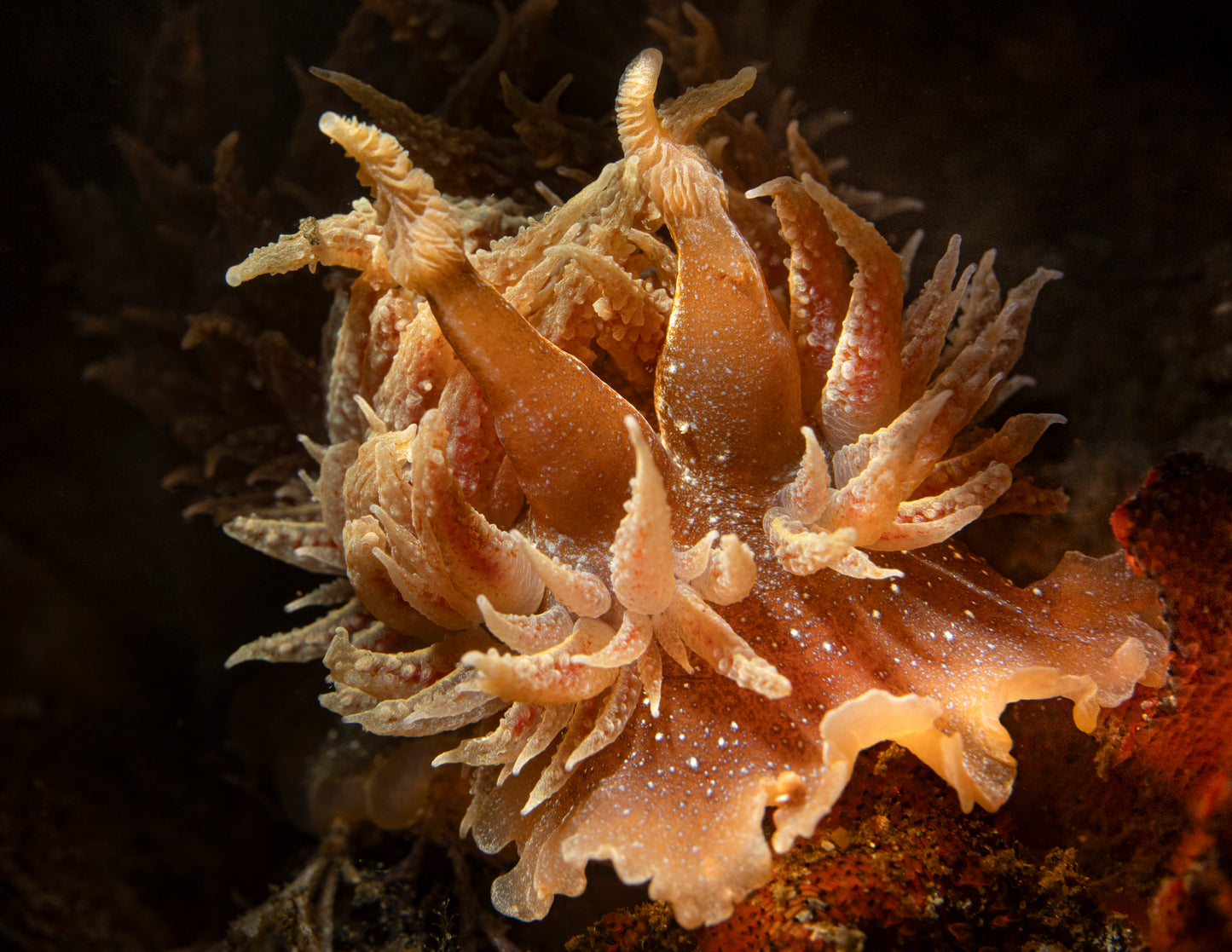 "Picta Pic At You" | Nudibranch Sea Slug Fine Art Print