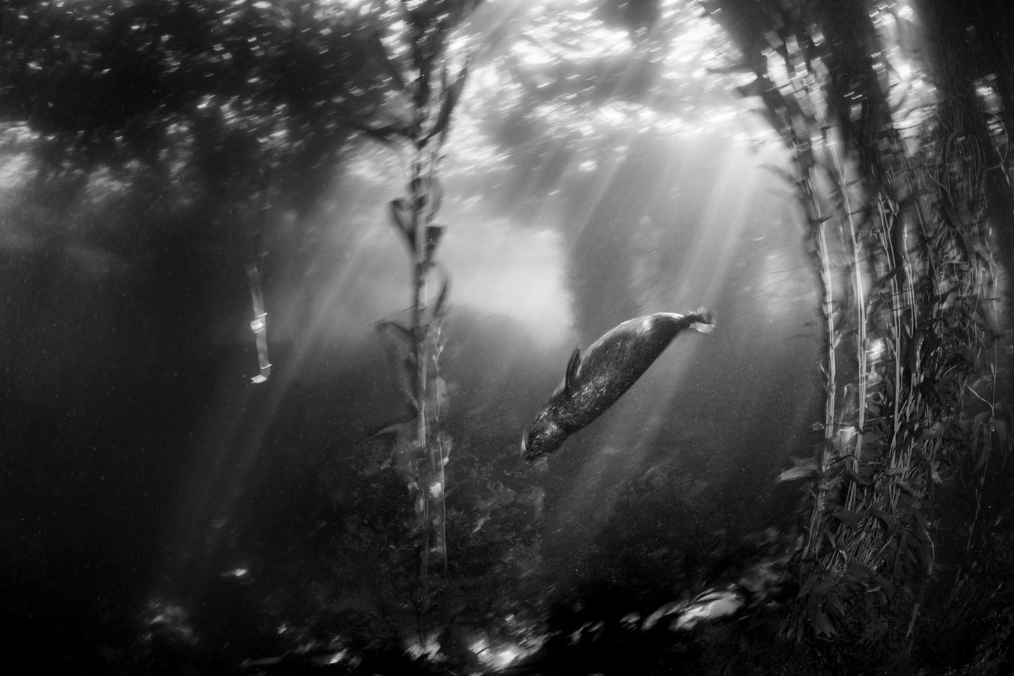 "L'Harbor Bay Seal" | Harbor Seal Kelp Forest Fine Art Print (Black and White)