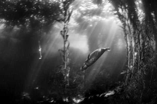 "L'Harbor Bay Seal" | Harbor Seal Kelp Forest Fine Art Print (Black and White)
