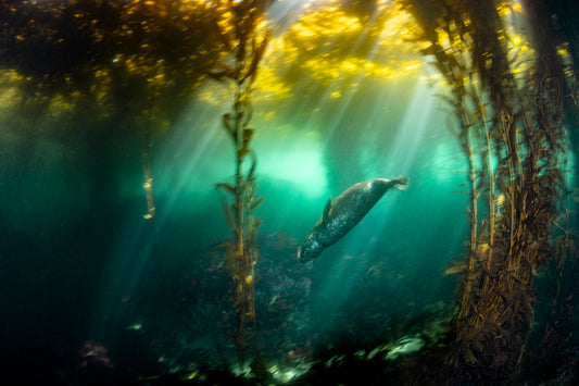 "L'Harbor Bay Seal" | Harbor Seal Kelp Forest Fine Art Print (Color)