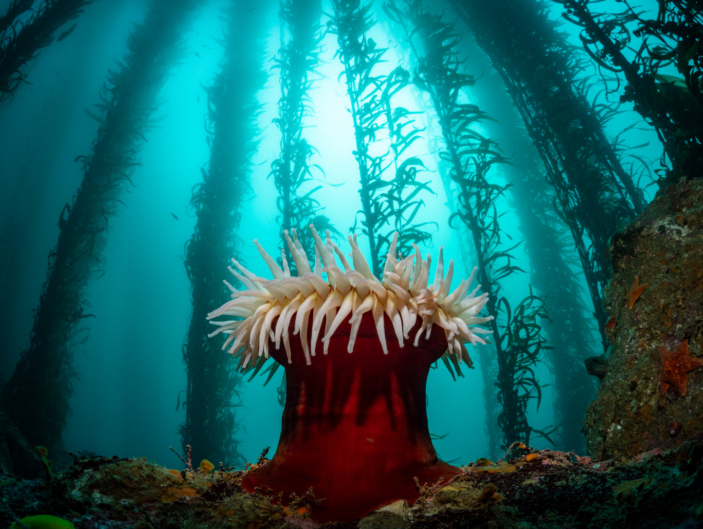 "Cauldron-derstory" | Anemone Kelp Forest Fine Art Print