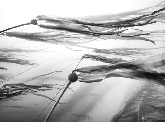 "Grow with the Flow" | Bull Kelp Fine Art Print