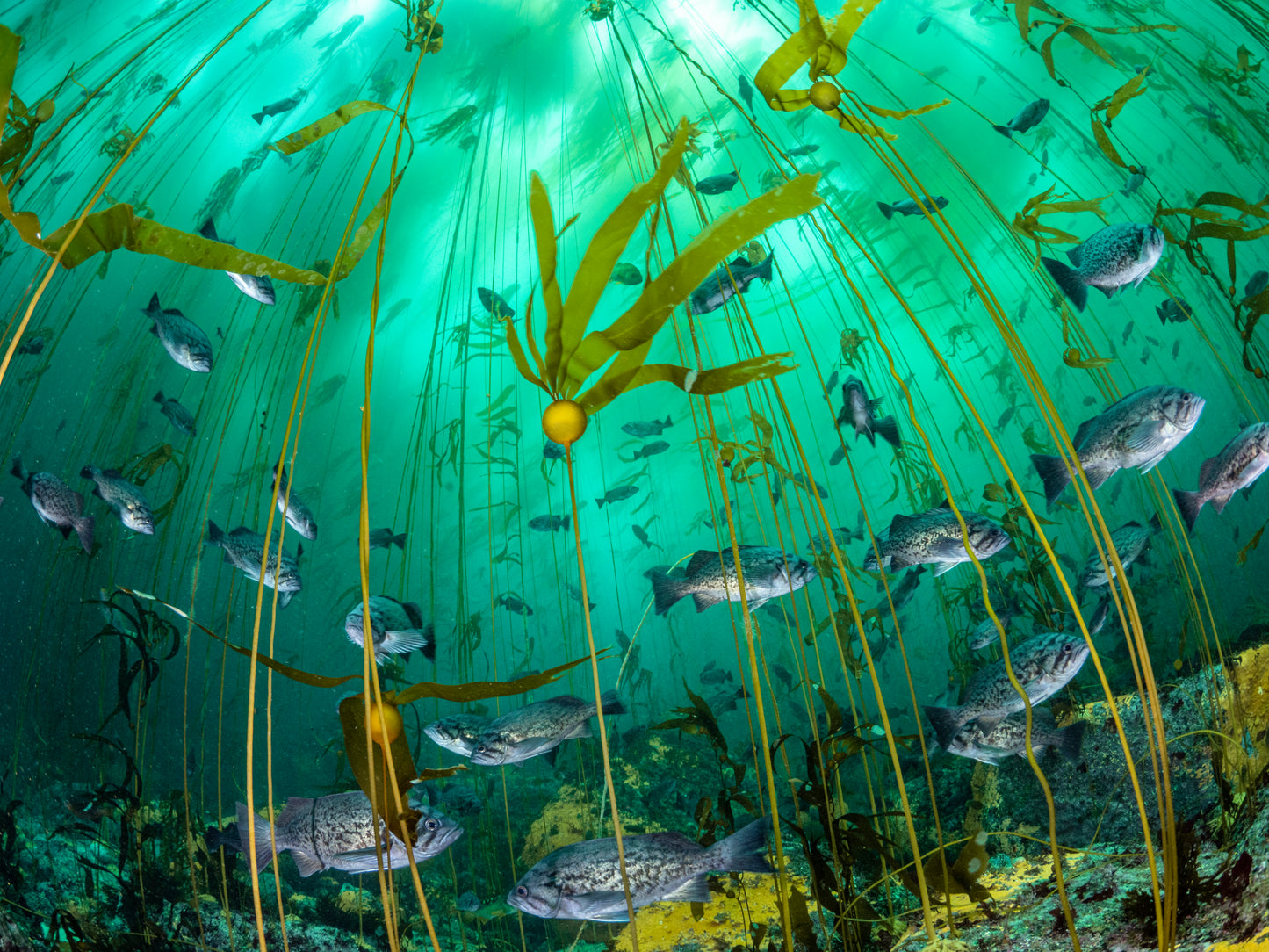 "Magnificence in the Water Woods" | Bull Kelp Fine Art Print