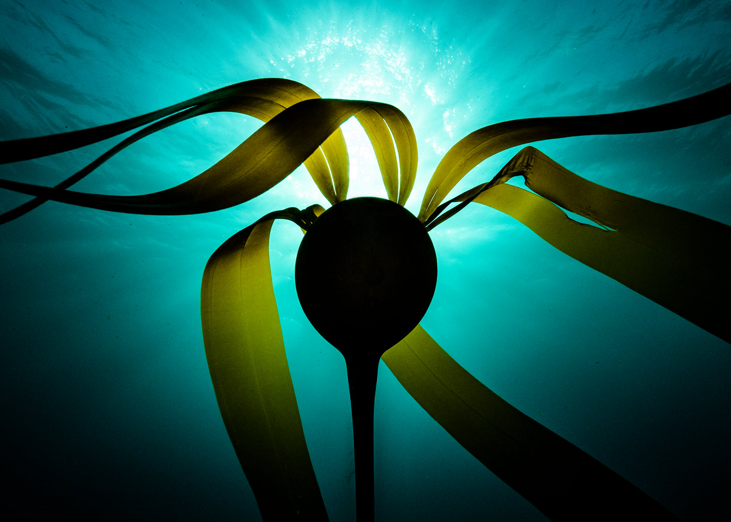 "Silhouette Is Your Name?!" | Bull Kelp Fine Art Print