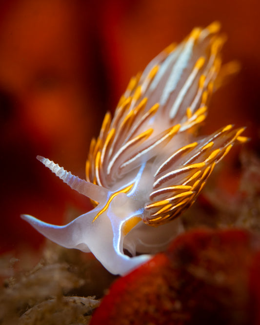 "Not To Be Crassicornis, But…" | Nudibranch Sea Slug Fine Art Print