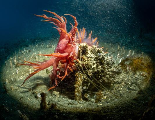 Barber Rainbow Nudibranch Sea Slug (Dendronotus iris) | Fine Art Print