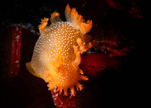Spotted Dorid Nudibranch Sea Slug (Triopha maculata) | Fine Art Print
