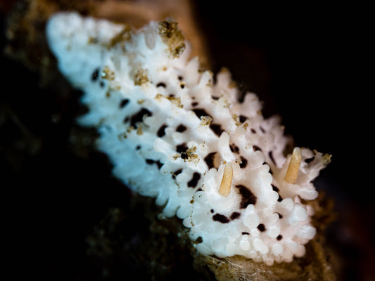 Salt and pepper Doris Nudibranch Sea Slug (Aegires albopunctatus) | Fine Art Print