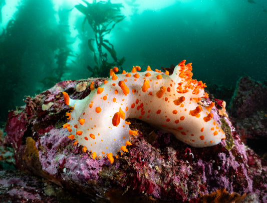 Clown Dorid Nudibranch Sea Slug (Triopha catalinae) | Fine Art Print