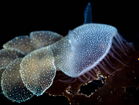 Lion's Mane Nudibranch Sea Slug (Melibe leonina) | Fine Art Print