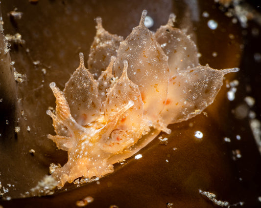 Painted Dirona Nudibranch Sea Slug (Dirona picta) | Fine Art Print
