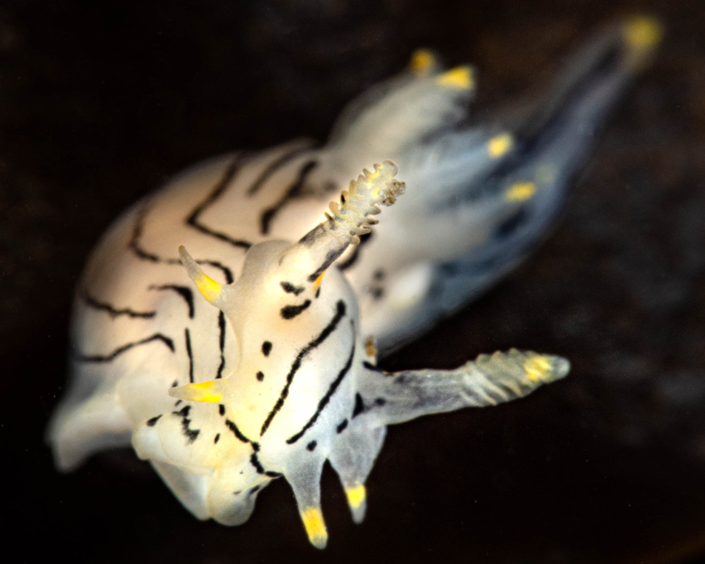 Sorcerer's Dorid Nudibranch Sea Slug (Polycera atra) | Fine Art Print