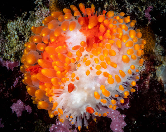 Cockerell's Dorid Nudibranch Sea Slug (Limacia cockerelli) | Fine Art Print