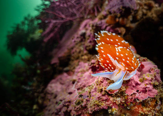 Opalescent Aeolid Nudibranch Sea Slug (Hermissenda opalescens) | Fine Art Print