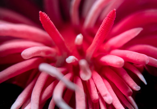 Hopkins Rose Nudibranch Sea Slug (Okenia rosacea) | Fine Art Print