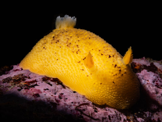 Monterey Dorid Nudibranch Sea Slug (Doris montereyensis) | Fine Art Print
