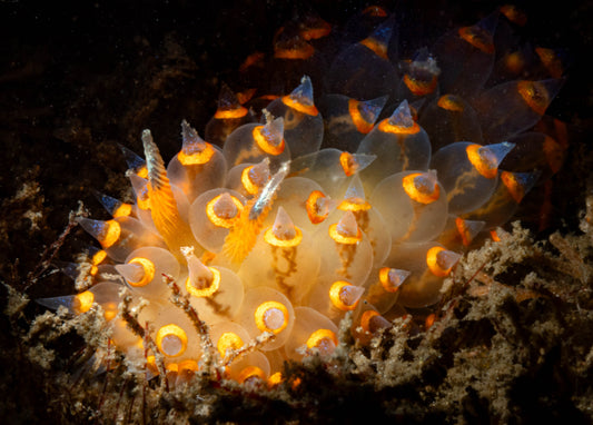 Santa Barbara Janolus Nudibranch Sea Slug (Antiopella barbarensis) | Fine Art Print