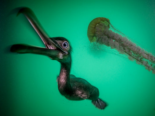 "Psycormorant" | Cormorant Diving Seabird Fine Art Print