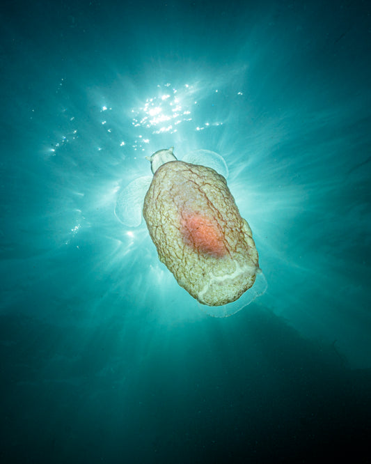 "Sea Angel In The Outfield" | Pteropod Plankton Fine Art Print