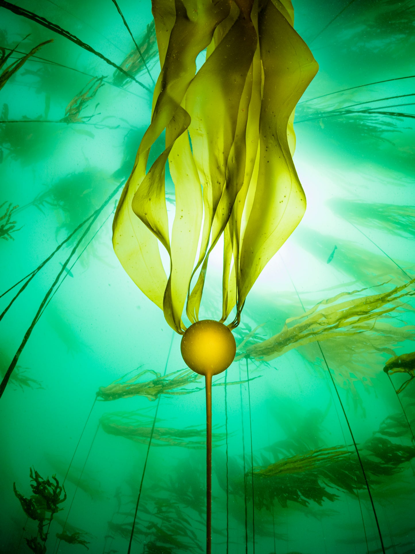 "Oh Buoy" | Bull Kelp Fine Art Print
