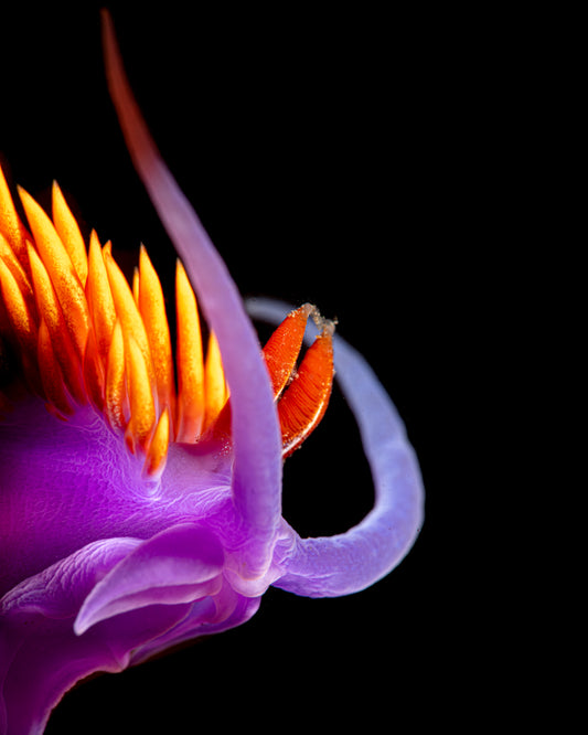 "Hey Wait, I Got An Iodinea" | Nudibranch Sea Slug Fine Art Print