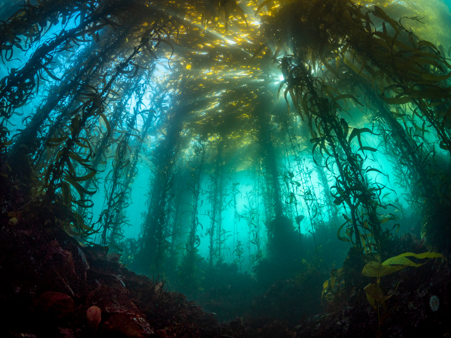 "The Kelp Kathedral" | Kelp Forest Fine Art Print (Copy)