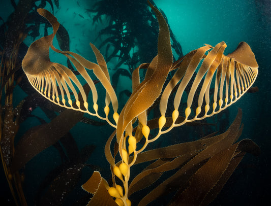 Not Just A Fluke — Kelp Forest Fine Art Print