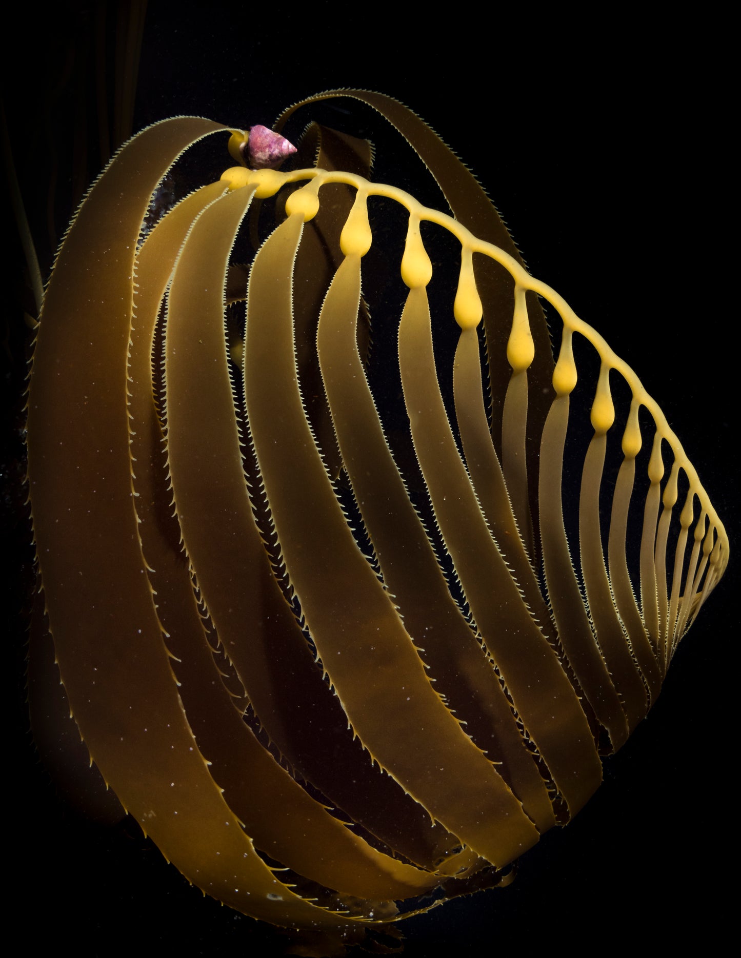 "Whorl'd View" | Giant Kelp Fine Art Print