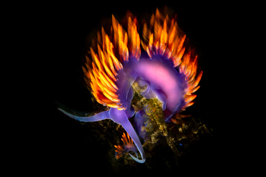 "Shawl Bright Now" | Nudibranch Sea Slug Fine Art Print