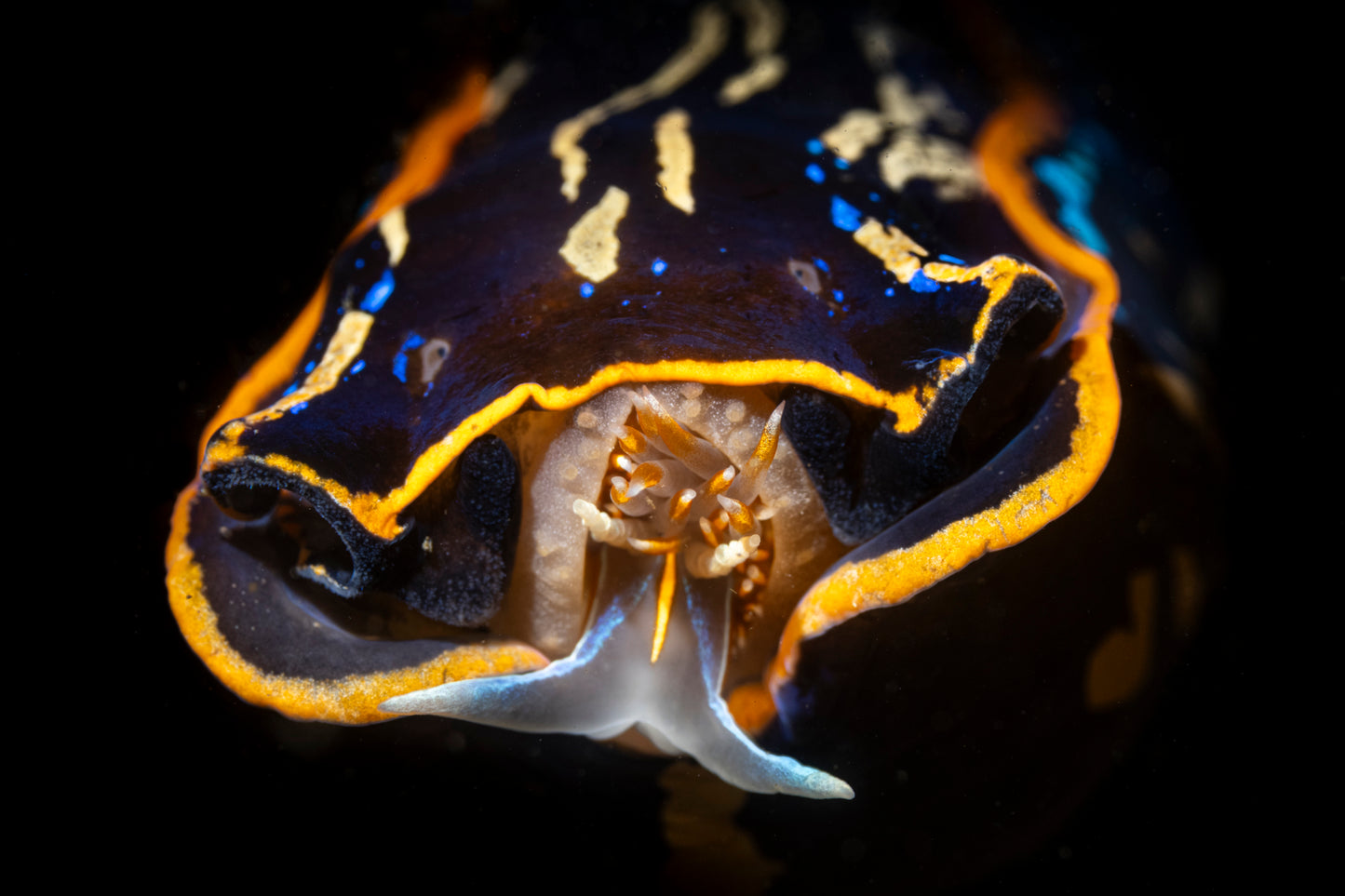 2025 Nudibranch Sea Slug Calendar: "Tasteful Nudes — Diamonds in the Buff"