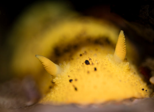 "Lemon Quest" | Nudibranch Sea Slug Fine Art Print