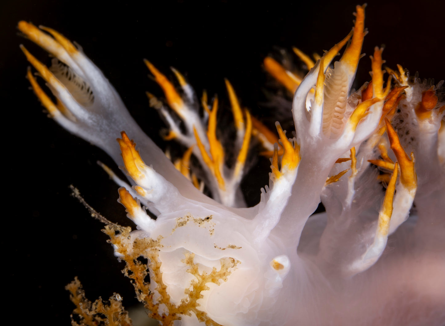 "Albus Thriver" | Nudibranch Sea Slug Fine Art Print