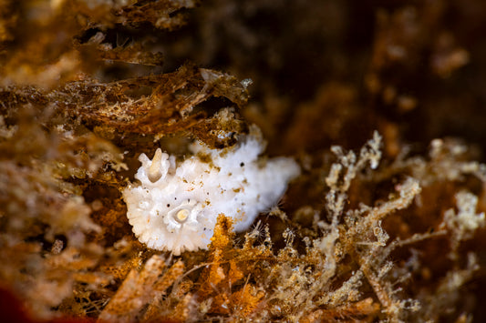 "Lightly Seasoned" | Nudibranch Sea Slug Fine Art Print