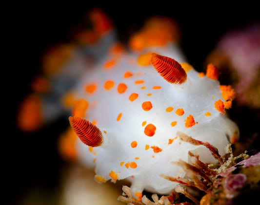 "Rhinophores Majeur" | Nudibranch Sea Slug Fine Art Print