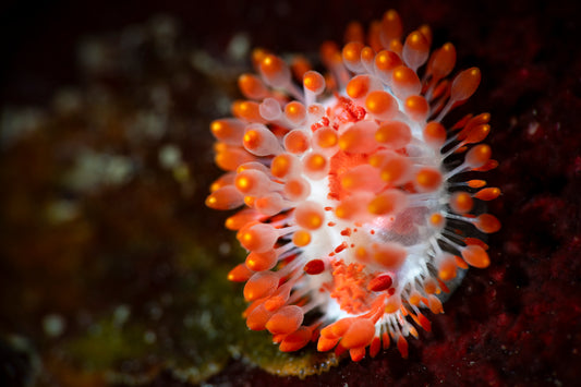 "Mélange Orange" | Nudibranch Sea Slug Fine Art Print