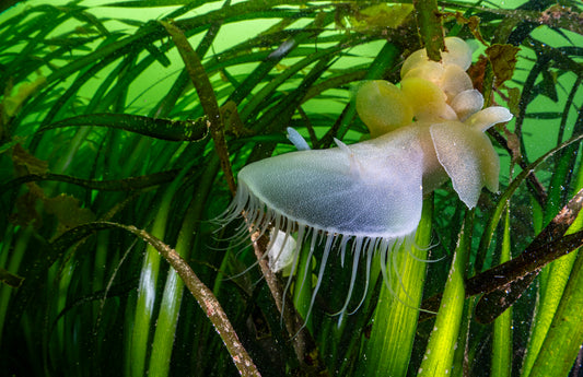 "Zosterapeutic" | Nudibranch Sea Slug Fine Art Print