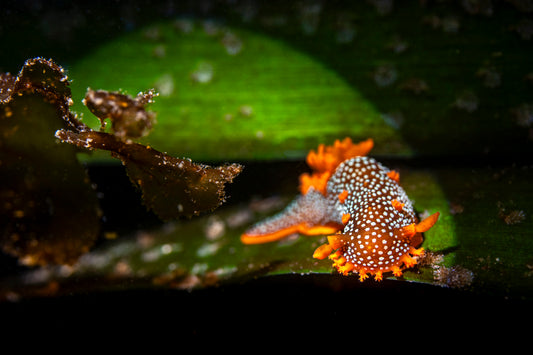 "Spot, Light" | Nudibranch Sea Slug Fine Art Print