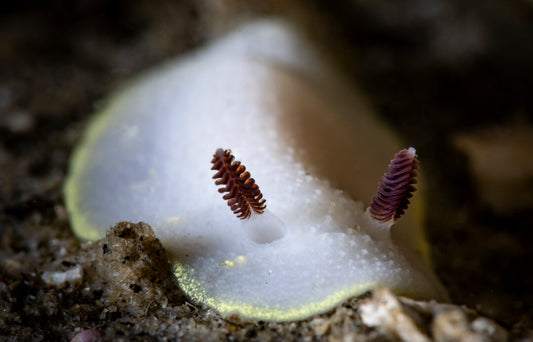 "Cadlina, Peruse" | Nudibranch Sea Slug Fine Art Print