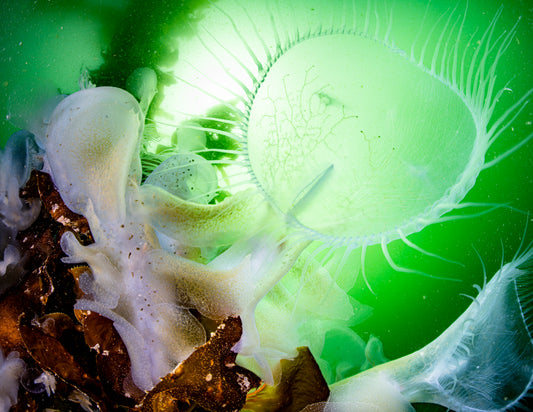 "Simply Mawesome" | Nudibranch Sea Slug Fine Art Print