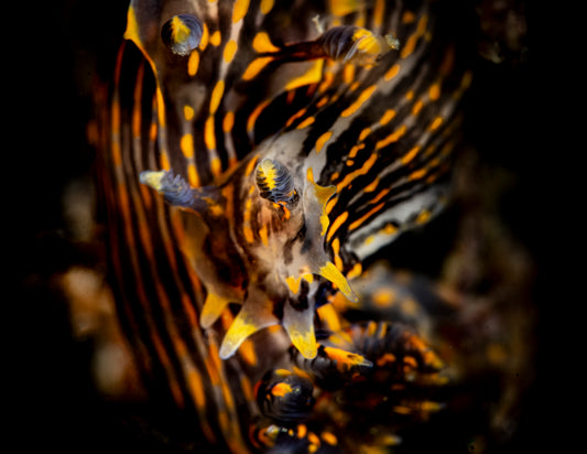 "Polyculepable" | Nudibranch Sea Slug Fine Art Print