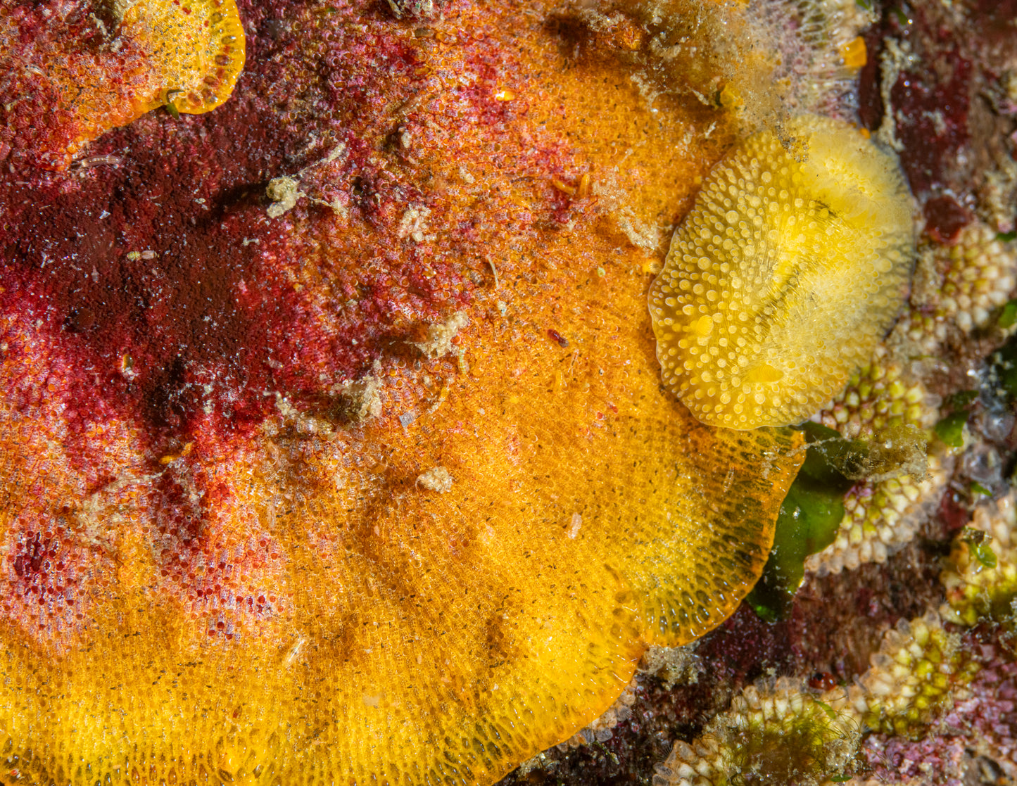 "Bryozoaning Out" | Nudibranch Sea Slug Fine Art Print