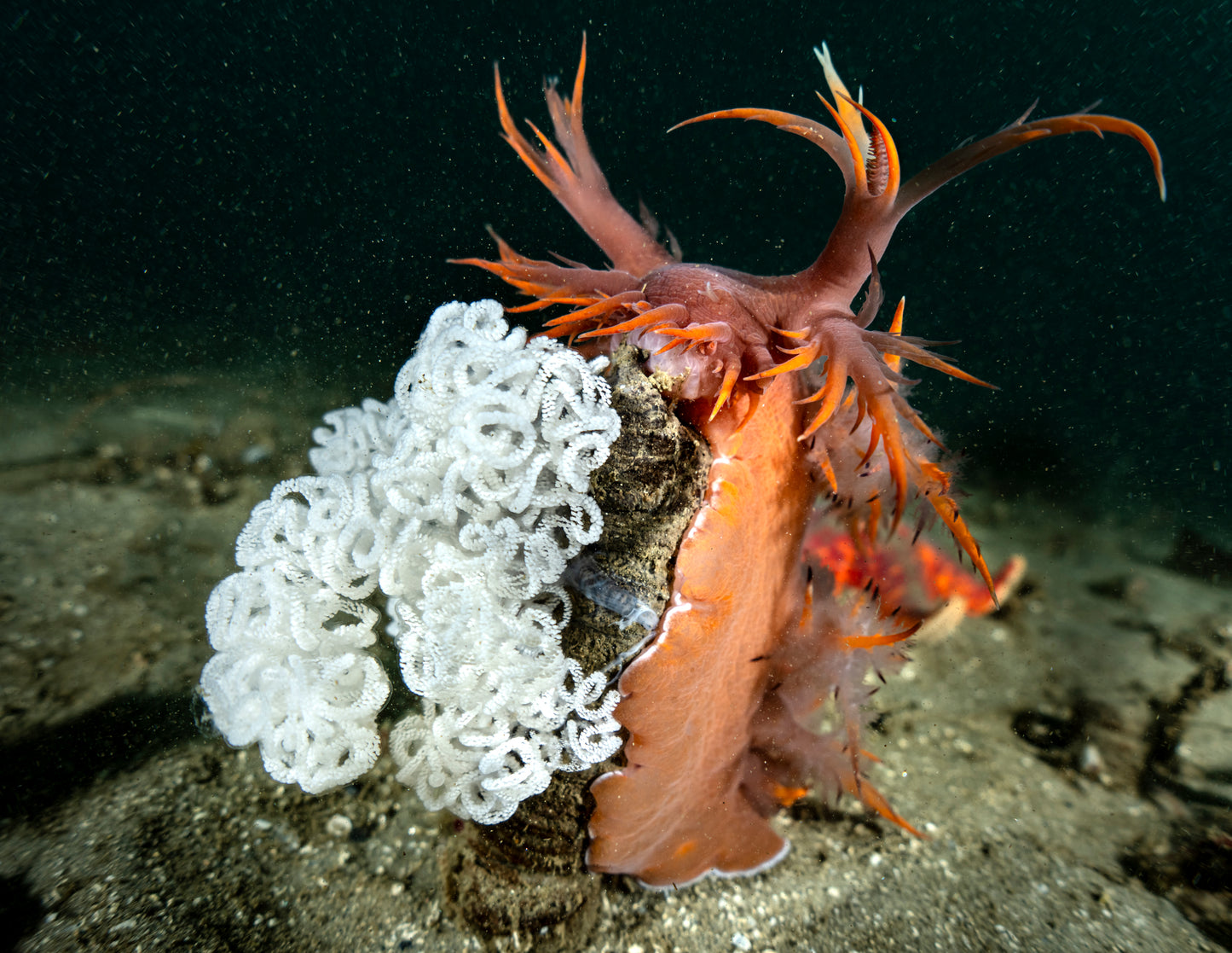 "A Little Off The Top" | Nudibranch Sea Slug Fine Art Print