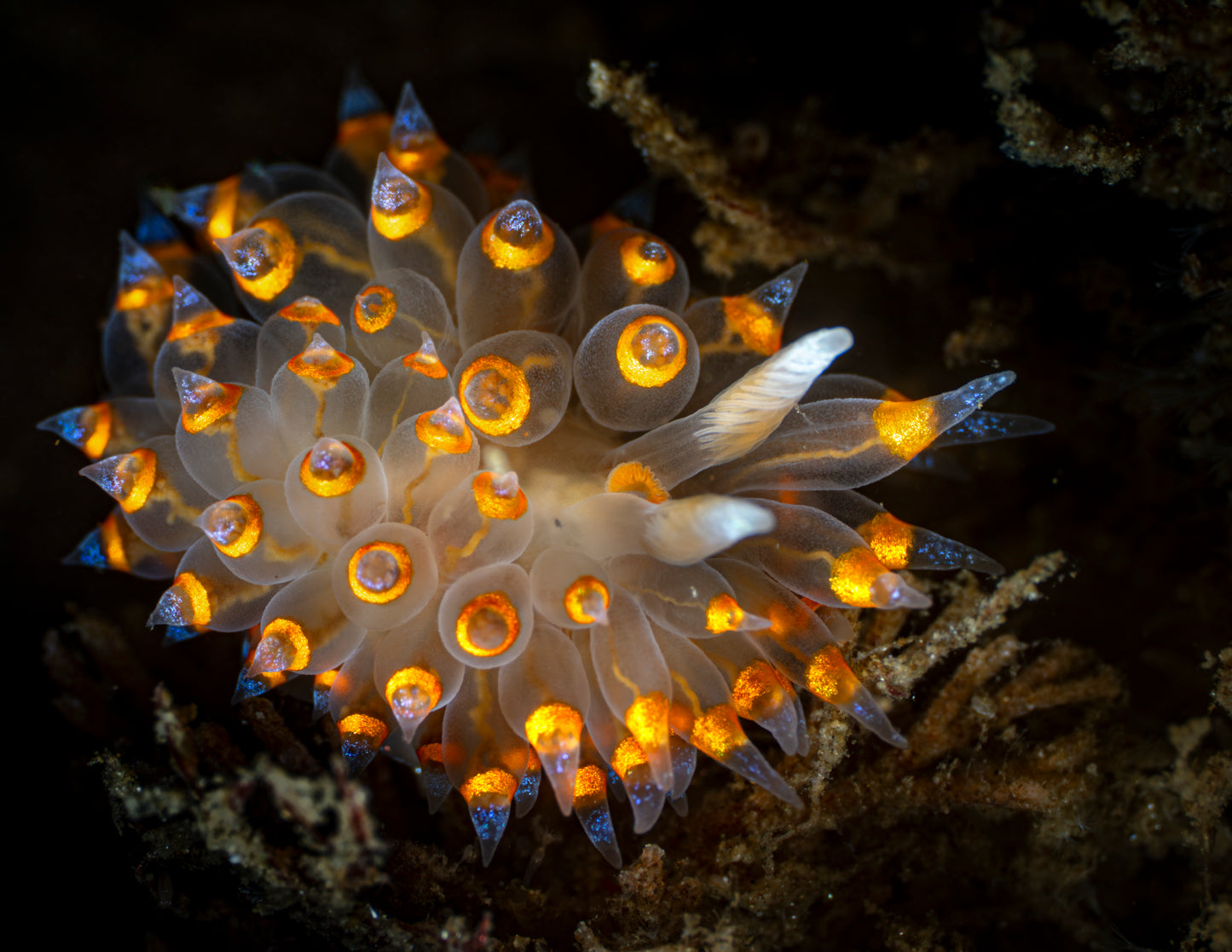 "Formerly Janolustful" | Nudibranch Sea Slug Fine Art Print