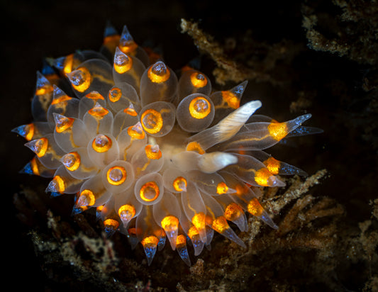 "Formerly Janolustful" | Nudibranch Sea Slug Fine Art Print