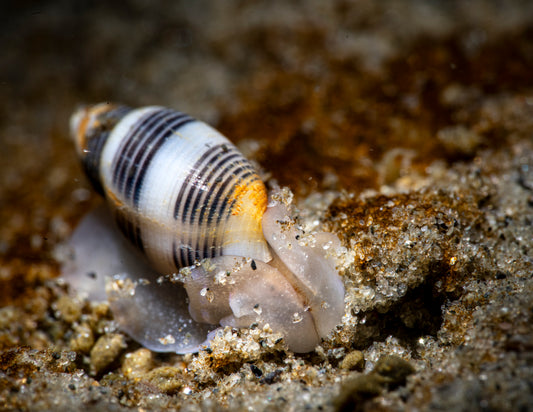 "What In The Shell?!" | Nudibranch Sea Slug Fine Art Print
