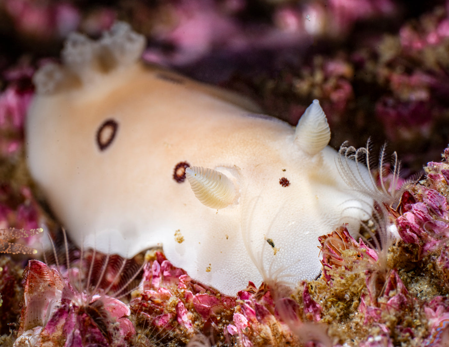 "Legs For Daze" | Nudibranch Sea Slug Fine Art Print