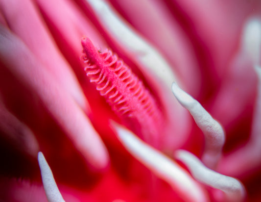 "Rhinophorenography" | Nudibranch Sea Slug Fine Art Print